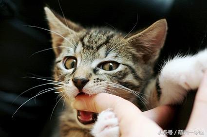 咬人猫黑历史:猫在什么情况下才会咬人？