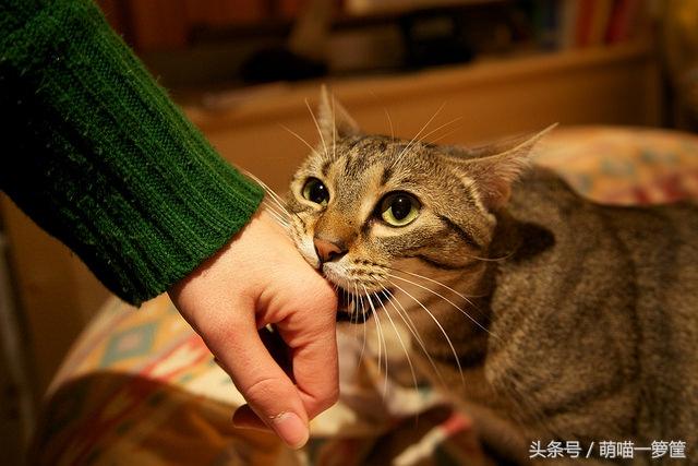 小萌猫红小胖:为什么养了一只猫后不自觉地还想再养一只？