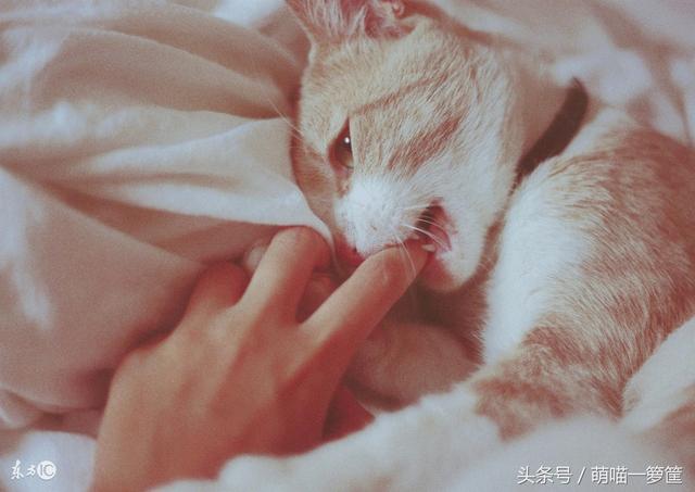 咬人猫黑历史:猫在什么情况下才会咬人？
