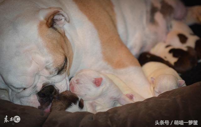 细狗咬狗的视频:狗为什么会咬死自己的小狗？ 细狗抓狗视频