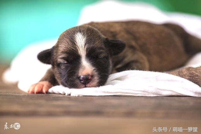细狗咬狗的视频:狗为什么会咬死自己的小狗？ 细狗抓狗视频