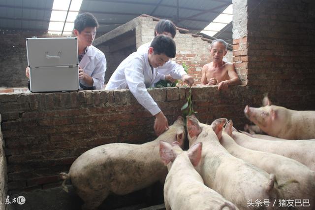 猪弓形体病症:猪弓形体病的症状及治疗方法 猪身体上出现方块红斑是什么病？