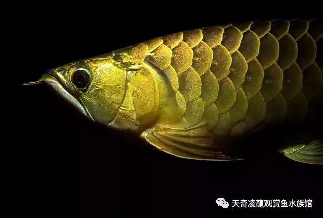 银龙的黑科技:我的银龙越养越黑了怎么？