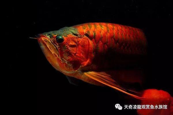 银龙的黑科技:我的银龙越养越黑了怎么？