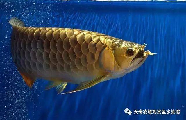 银龙的黑科技:我的银龙越养越黑了怎么？