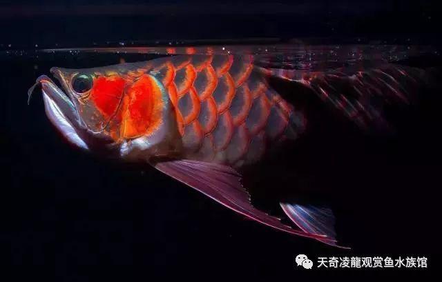 银龙的黑科技:我的银龙越养越黑了怎么？