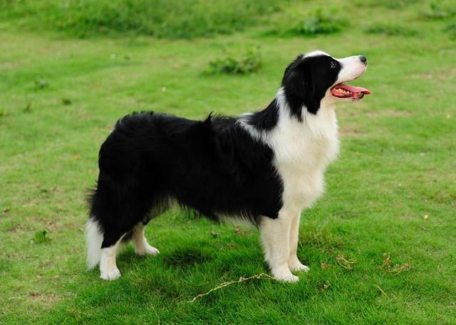 中国牧羊犬在线黑神:德国牧羊犬黑神 如果养一只边牧，会是怎样的体验？