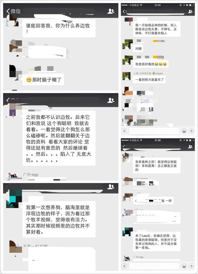 边牧犬图片:如果养一只边牧，会是怎样的体验？ 边牧犬图片 幼犬