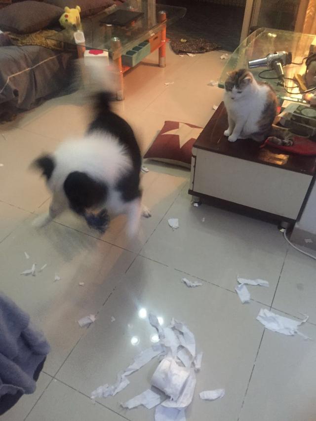 边牧犬图片:如果养一只边牧，会是怎样的体验？ 边牧犬图片 幼犬