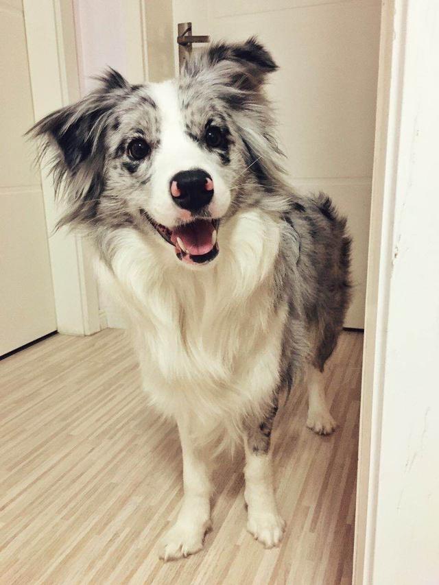 边牧犬图片:如果养一只边牧，会是怎样的体验？ 边牧犬图片 幼犬