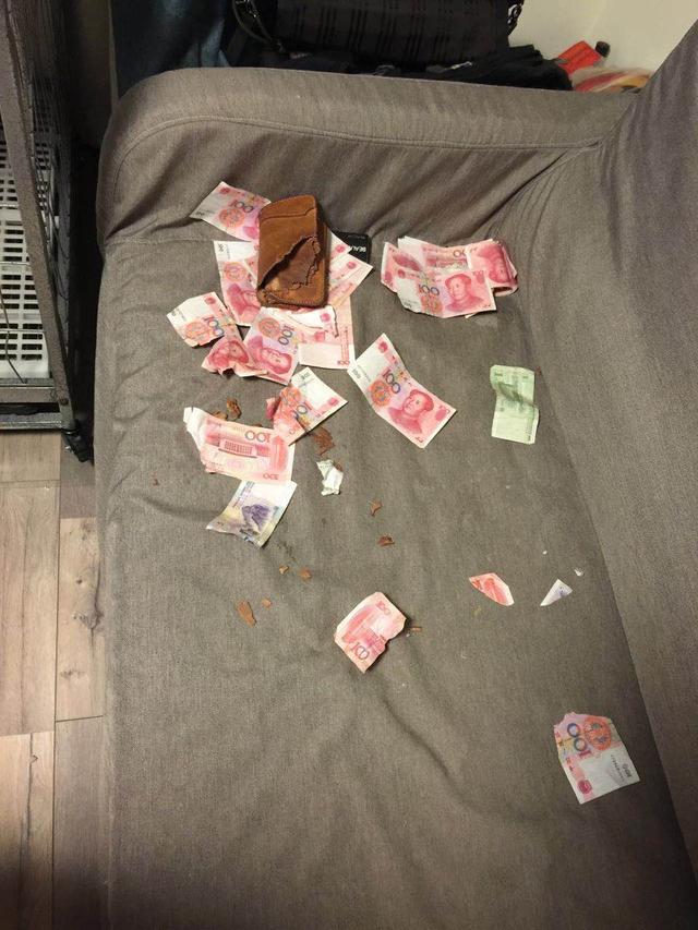 边牧犬图片:如果养一只边牧，会是怎样的体验？ 边牧犬图片 幼犬