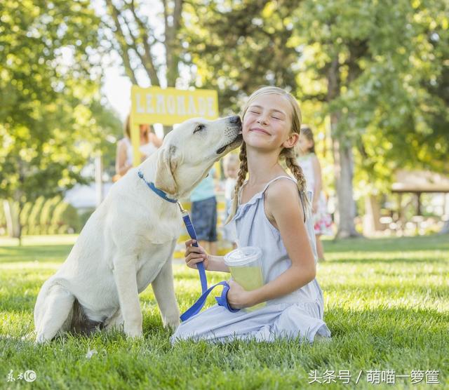 犬类智商排名 图片:智商高的狗狗都有哪些表现？