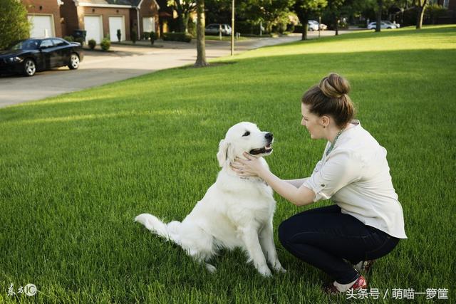 犬类智商排名 图片:智商高的狗狗都有哪些表现？