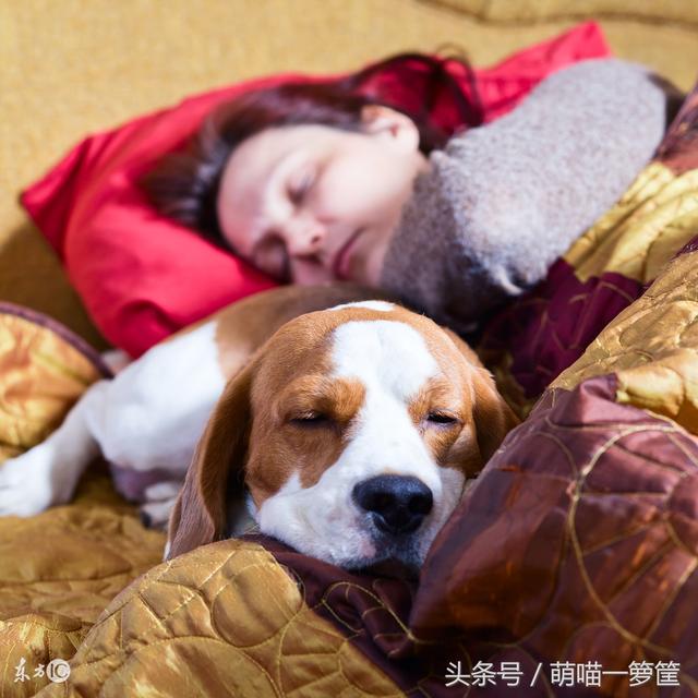 犬类智商排名 图片:智商高的狗狗都有哪些表现？