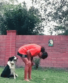 边境牧羊犬性格分析:边境牧羊犬的特点和性格特征 为什么有的人不敢养边境牧羊犬？