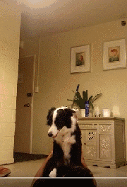 边境牧羊犬性格分析:边境牧羊犬的特点和性格特征 为什么有的人不敢养边境牧羊犬？