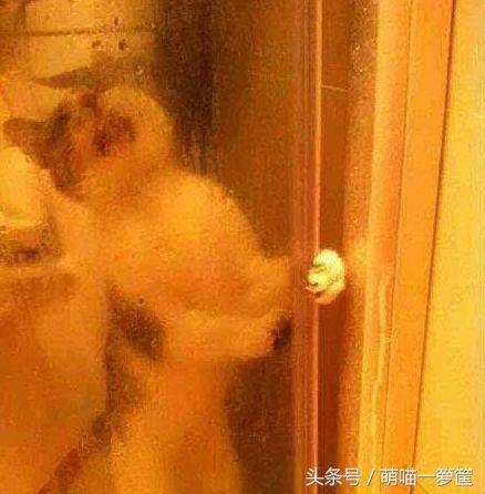 猫救主人:猫救主人视频 猫咪到底忠诚吗？为什么？