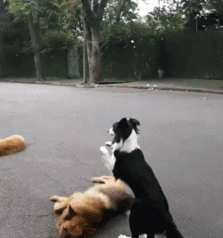 边境牧羊犬性格分析:边境牧羊犬的特点和性格特征 为什么有的人不敢养边境牧羊犬？