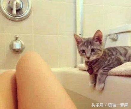 猫救主人:猫救主人视频 猫咪到底忠诚吗？为什么？