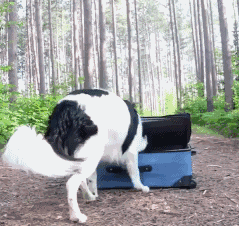 边境牧羊犬性格分析:边境牧羊犬的特点和性格特征 为什么有的人不敢养边境牧羊犬？