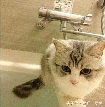 猫救主人:猫救主人视频 猫咪到底忠诚吗？为什么？