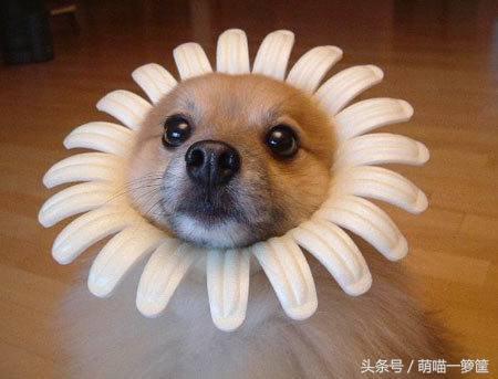 陌上花开你沉默的斗牛犬:你觉得你媳妇/老公搞笑吗？