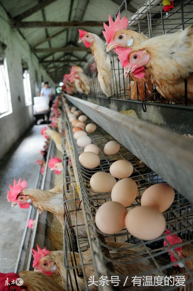 鸡脑脊髓炎病:鸡脑脊髓炎病毒 秋季常见鸡病分析，秋季鸡群最容易感染哪种疾病？需要怎样预防？