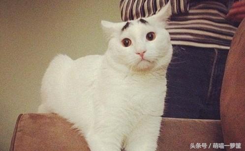 陌上花开你沉默的斗牛犬:你觉得你媳妇/老公搞笑吗？