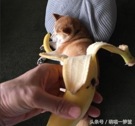 陌上花开你沉默的斗牛犬:你觉得你媳妇/老公搞笑吗？