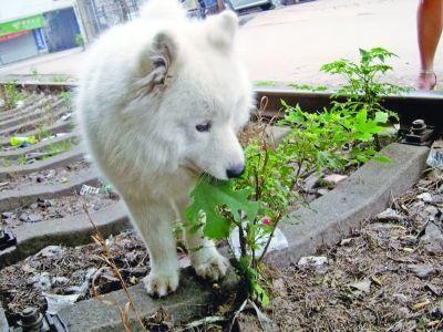 边牧带回家乱咬东西:我家边牧老爱咬小型犬怎么样能让它改？