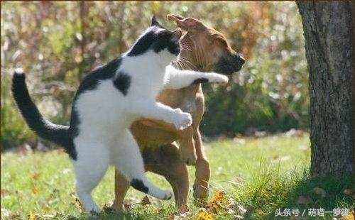 陌上花开你沉默的斗牛犬:你觉得你媳妇/老公搞笑吗？