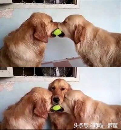 陌上花开你沉默的斗牛犬:你觉得你媳妇/老公搞笑吗？