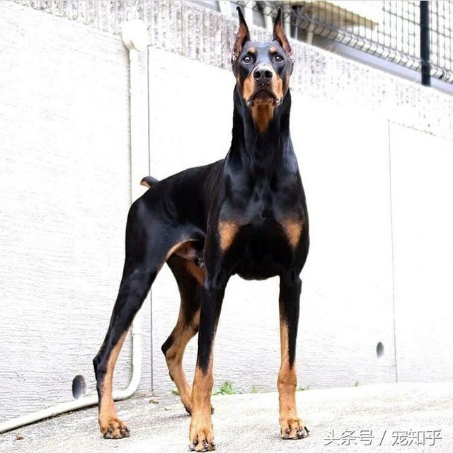 出售纯种泰皇脊背犬:什么大型犬颜值高还护主？