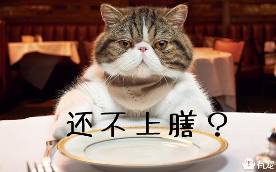 猫粮排行榜:如何看待2017年双十一最受欢迎的进口产品，猫粮排名第一呢？ 猫粮排行榜性价比