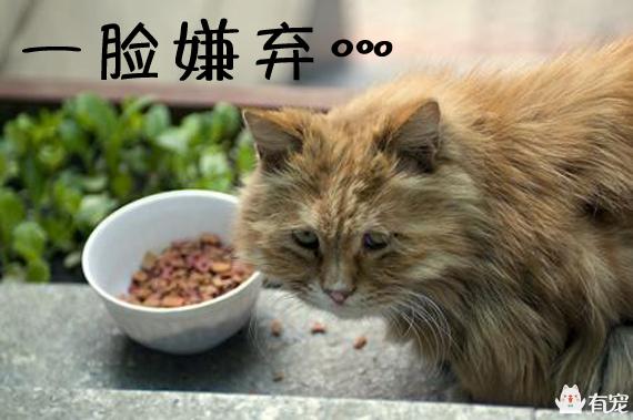 猫粮排行榜:如何看待2017年双十一最受欢迎的进口产品，猫粮排名第一呢？ 猫粮排行榜性价比