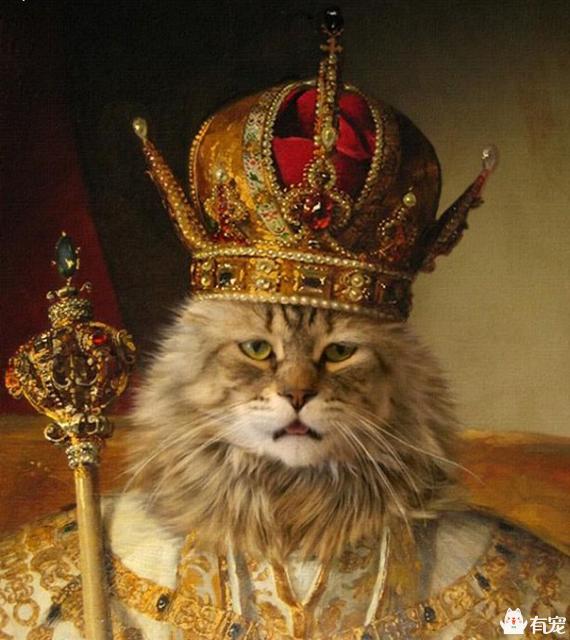 猫粮排行榜:如何看待2017年双十一最受欢迎的进口产品，猫粮排名第一呢？ 猫粮排行榜性价比