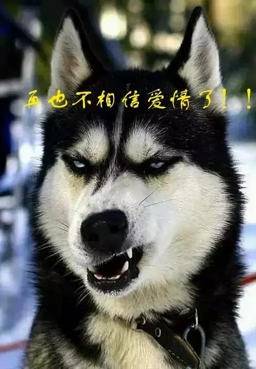 阿拉斯加雪撬犬百度百科:养阿拉斯加需要注意什么？