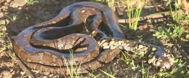 美女帮蛇蜕皮视频:如果遇到一条蛇，把蛇打结，蛇会自己解开么？