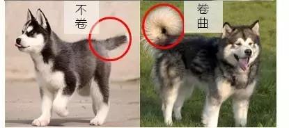 阿拉斯加雪撬犬百度百科:养阿拉斯加需要注意什么？