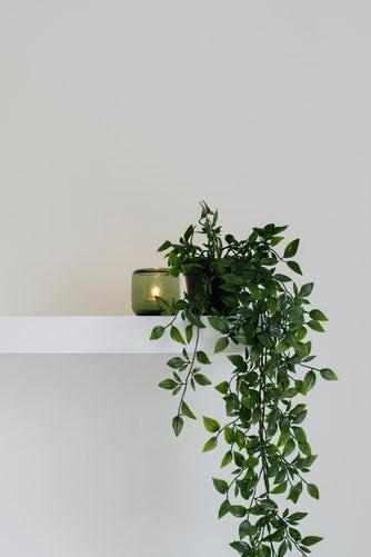 球兰花有毒:适合室内养，又能四季开花的植物有哪些？