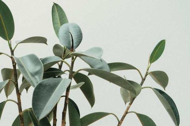 球兰花有毒:适合室内养，又能四季开花的植物有哪些？