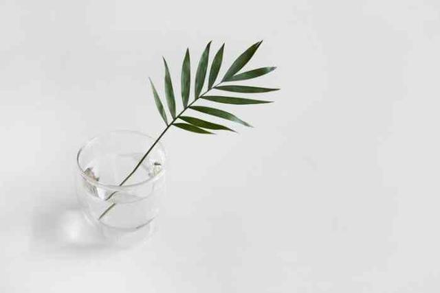 球兰花有毒:适合室内养，又能四季开花的植物有哪些？