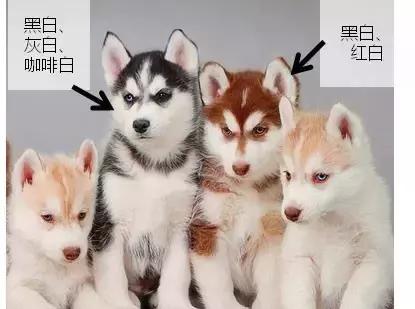 阿拉斯加雪撬犬百度百科:养阿拉斯加需要注意什么？