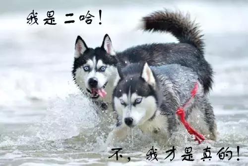 阿拉斯加雪撬犬百度百科:养阿拉斯加需要注意什么？