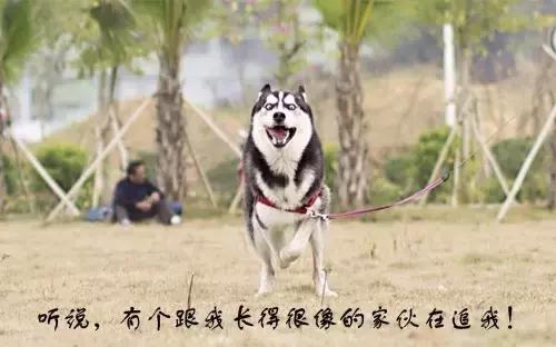 阿拉斯加雪撬犬百度百科:养阿拉斯加需要注意什么？