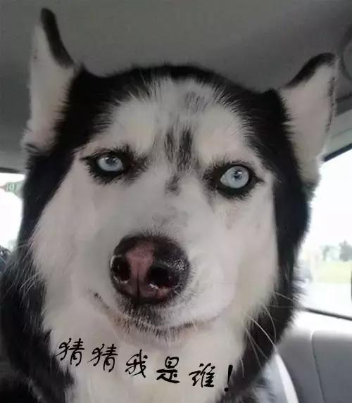 阿拉斯加雪撬犬百度百科:养阿拉斯加需要注意什么？