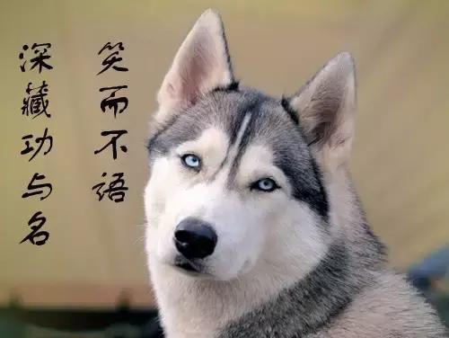 阿拉斯加雪撬犬百度百科:养阿拉斯加需要注意什么？