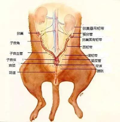 狗狗绝育手术:给狗做绝育的利弊(对人对狗)？一般绝育是什么时候？