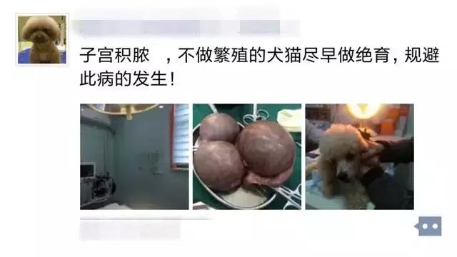 狗狗绝育手术:给狗做绝育的利弊(对人对狗)？一般绝育是什么时候？