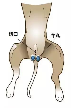 狗狗绝育手术:给狗做绝育的利弊(对人对狗)？一般绝育是什么时候？